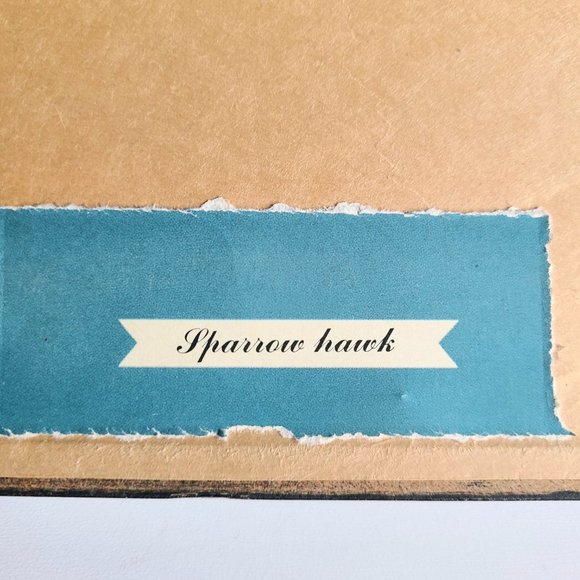 Vintage framed picture of bird. Sparrow Hawk. - Picture 6 of 6